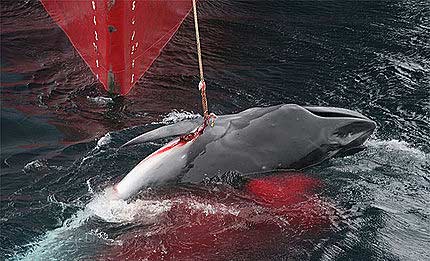 Japón no logra vender el 75% de la carne de ballena capturada