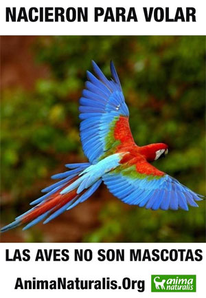 Rescatadas 170 aves de comerciantes ilegales en Aragua