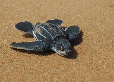 Liberan más de 800 tortugas marinas en Vargas
