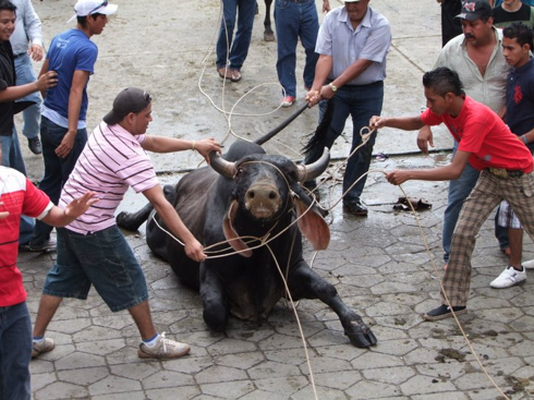 ¡Exige el fin del "Embalse de toros" en Tlacotalpan!