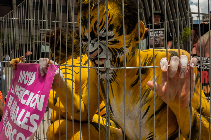 ¡Actúa ahora! Envía tus tuits por la prohibición de animales en los circos en Colombia