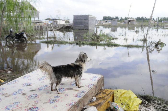 Más de 25 mil animales damnificados tras el temporal en Argentina