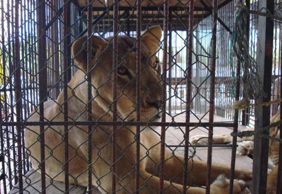 Continúa prohibición de circos con animales en el Tolima