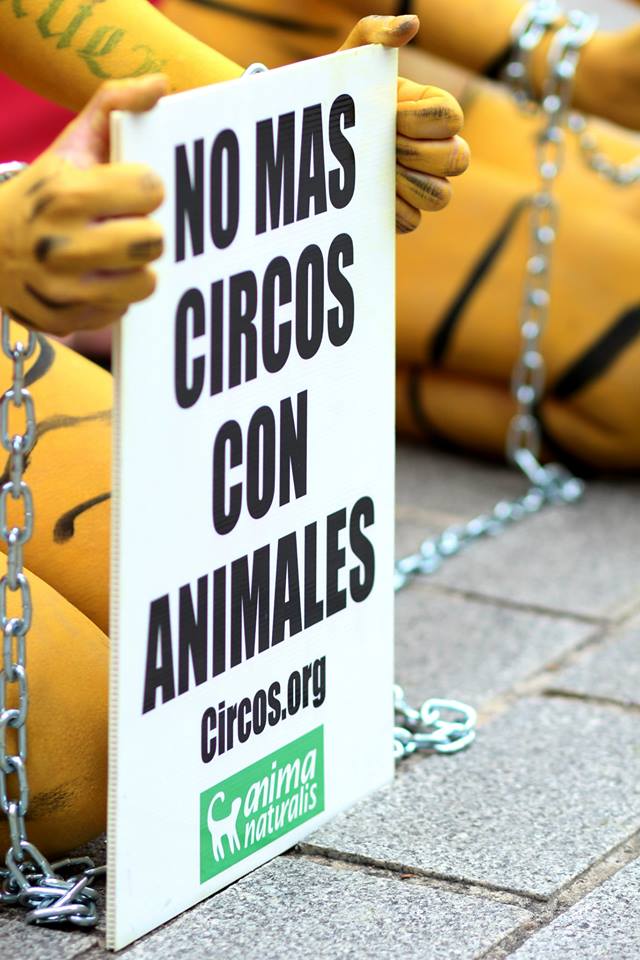 Prohibido el uso de animales silvestres en circos en Colombia