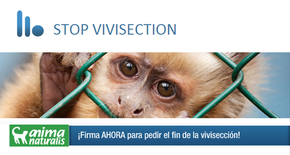 Tú puedes poner fin a la vivisección en Europa: firma aquí