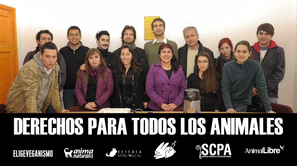 ONGs en Chile unidas por los animales
