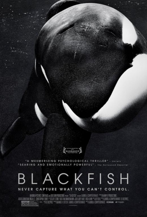 Documental "Blackfish" levanta polémica sobre cautiverio de animales