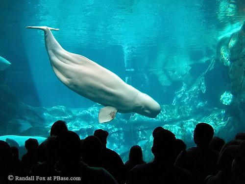 Una ballena beluga muere a los 4 años en el parque temático SeaWorld