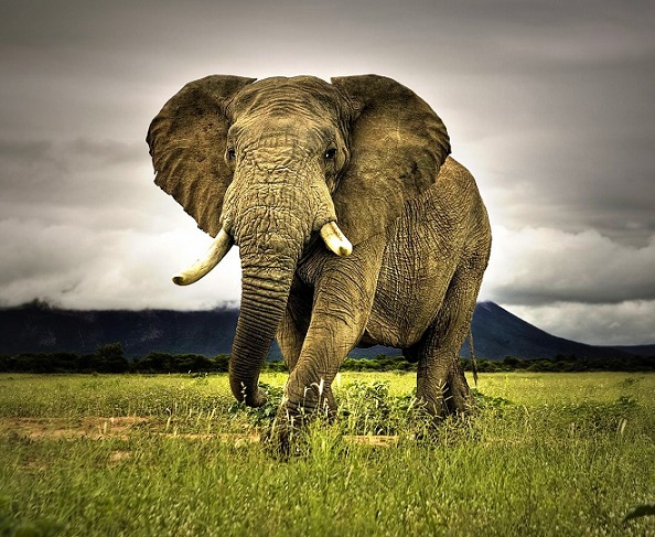  Brasil acogerá el primer santuario de elefantes de Sudamérica