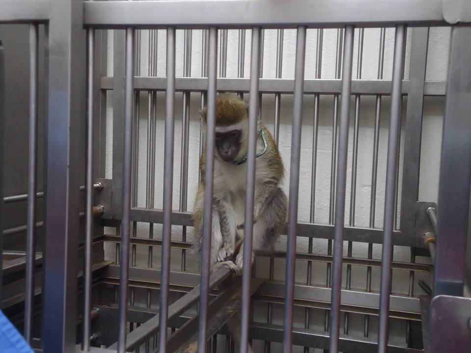 ¡Exige a PROFEPA que compruebe origen y condiciones de monos verdes en el Instituto Nacional de Neurología y Neurocirugía!