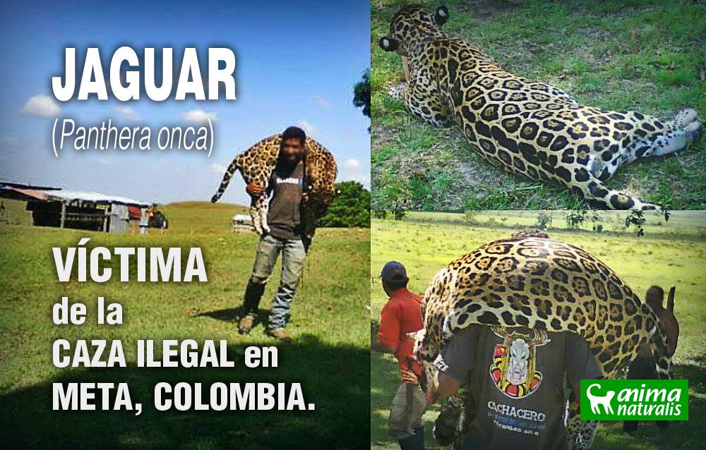 AnimaNaturalis denuncia caza ilegal del jaguar en el Meta ¡Hazlo tú también!
