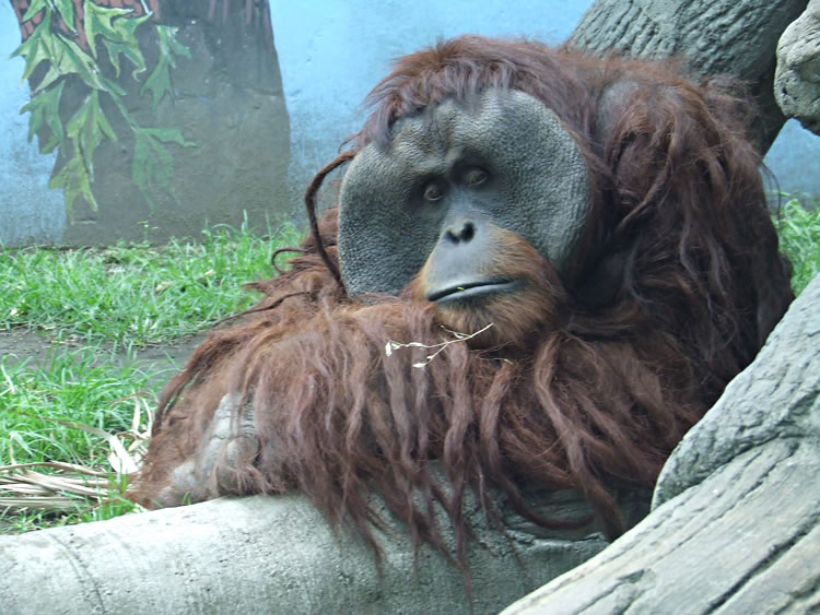 Orangután desprende dedo de estudiante de Veterinaria en zoológico de Chapultepec