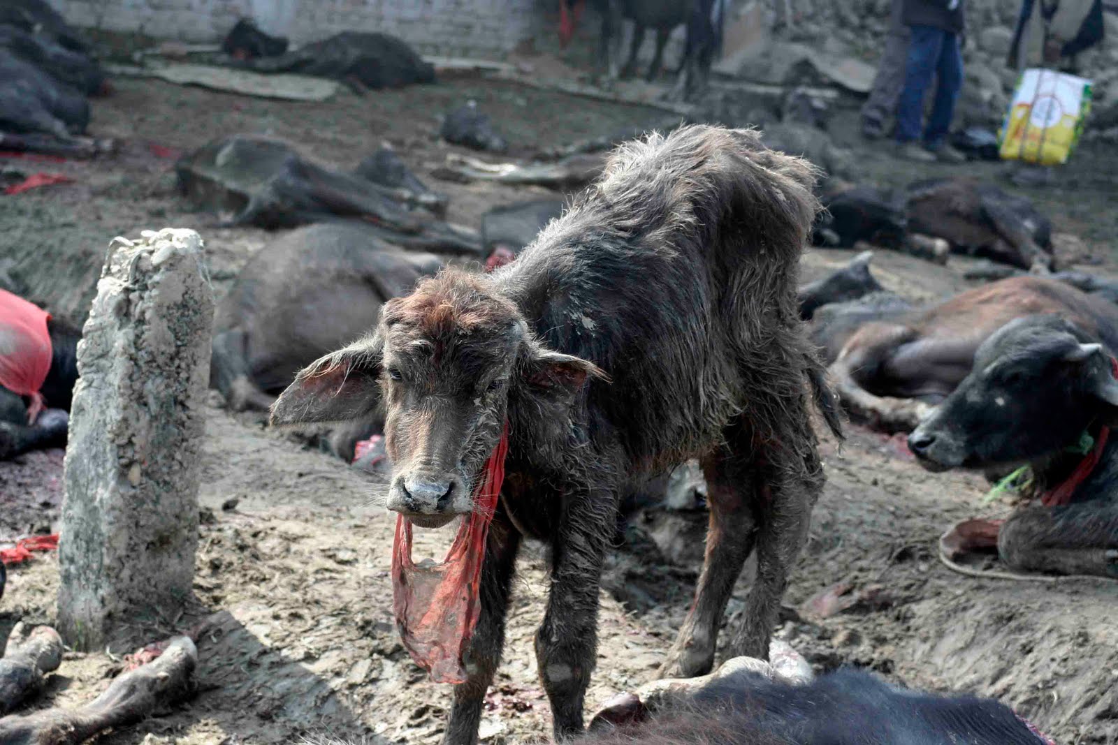 La Corte Suprema de la India interviene para salvar a miles de animales en Festival de Gadhimai 
