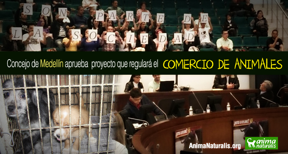 Por unanimidad concejales de Medellín aprueban proyecto de regulación de venta de animales