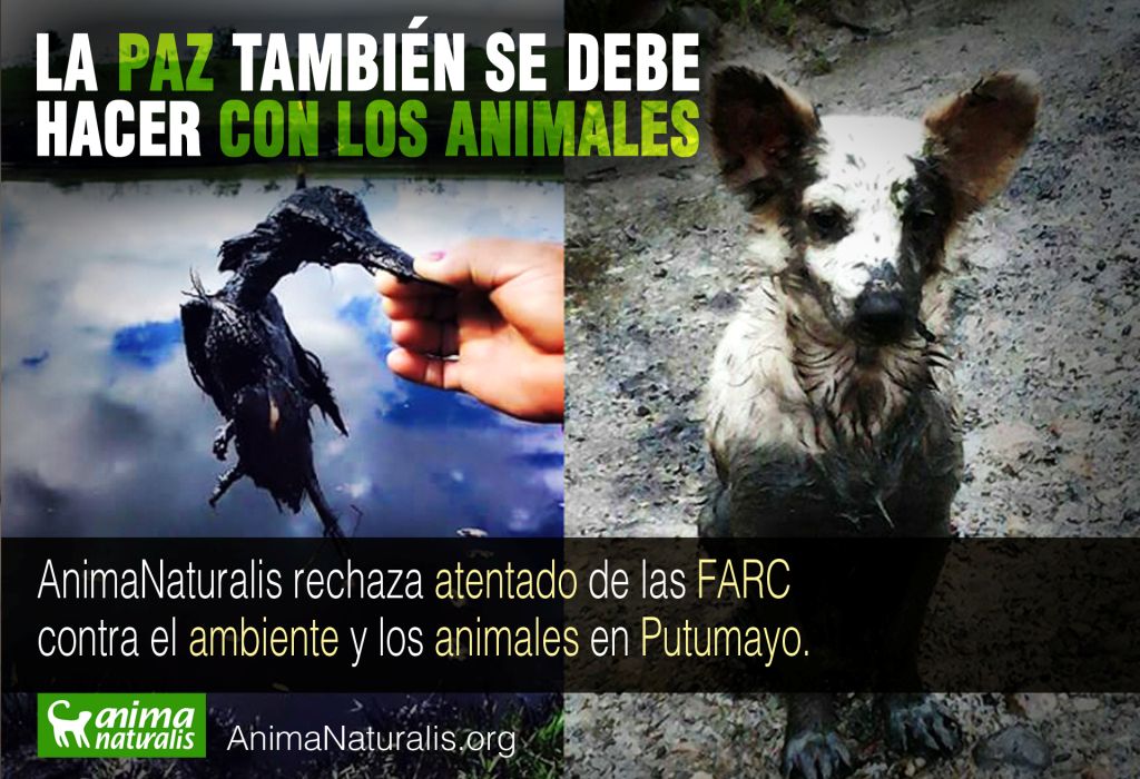 AnimaNaturalis rechaza atentado de las FARC contra el ambiente y los animales en Putumayo