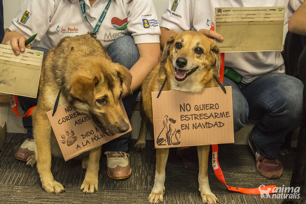 Se lanza en Medellín la campaña "Huellatón Animal" una revolución pacífica por el fin de la pirotecnia