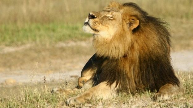 Muerte de león Cecil continúa haciendo noticia
