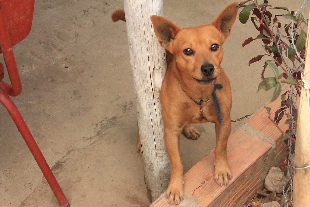 Animales abandonados en la frontera Colombia-Venezuela necesitan ayuda