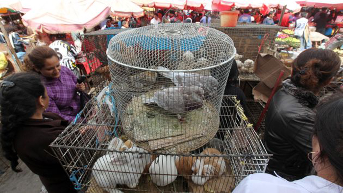 Zamora trabaja para erradicar compra-venta de animales en la vía pública