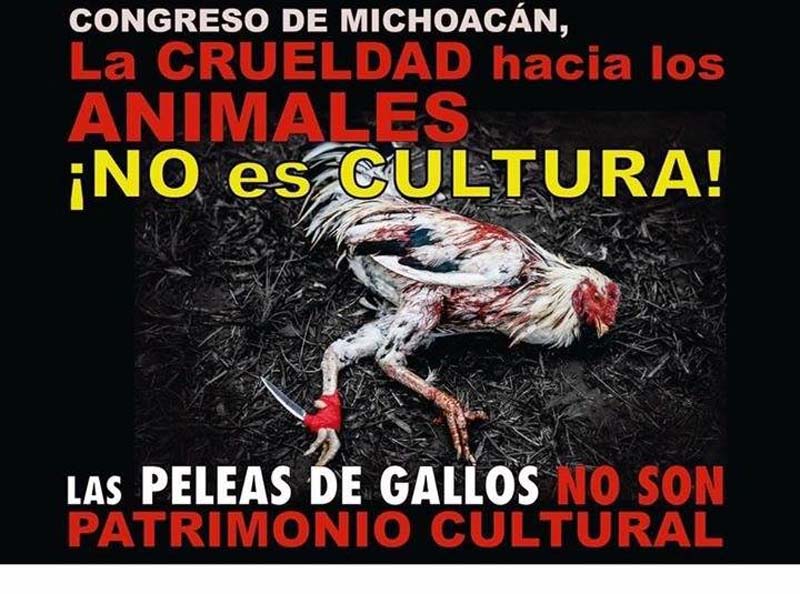 ¡No a la declaración de las peleas de gallos como Patrimonio Cultural de Michoacán!