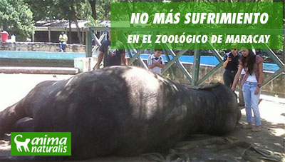 ¡Actúa ya! Por la cancelación de traer nuevos animales al zoo de Maracay