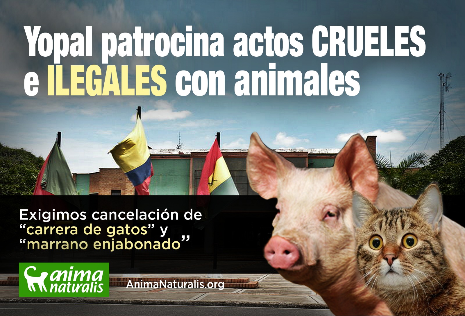 ¡Actúa ya! La alcaldía de Yopal tiene previsto realizar dos actividades crueles e ilegales con animales