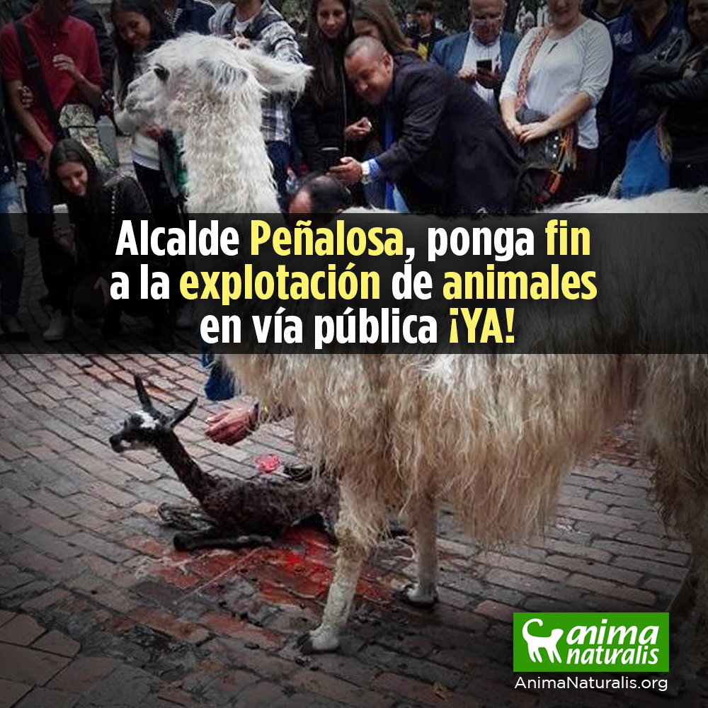 Alcalde Peñalosa, exigimos poner fin a la explotación de animales en vía pública ¡YA!