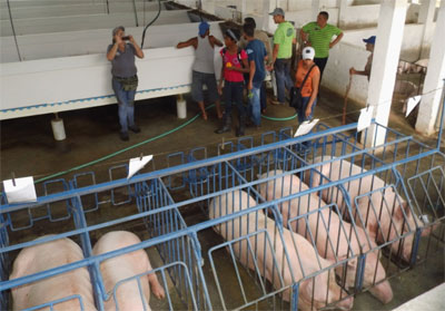 Venezuela entre los peores países del mundo en el trato a los animales de granja