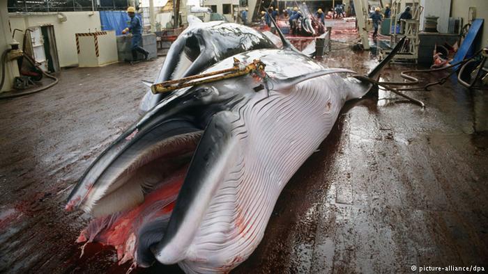 Japón asesina 122 ballenas preñadas y 114 ejemplares inmaduros en su caza ‘científica’