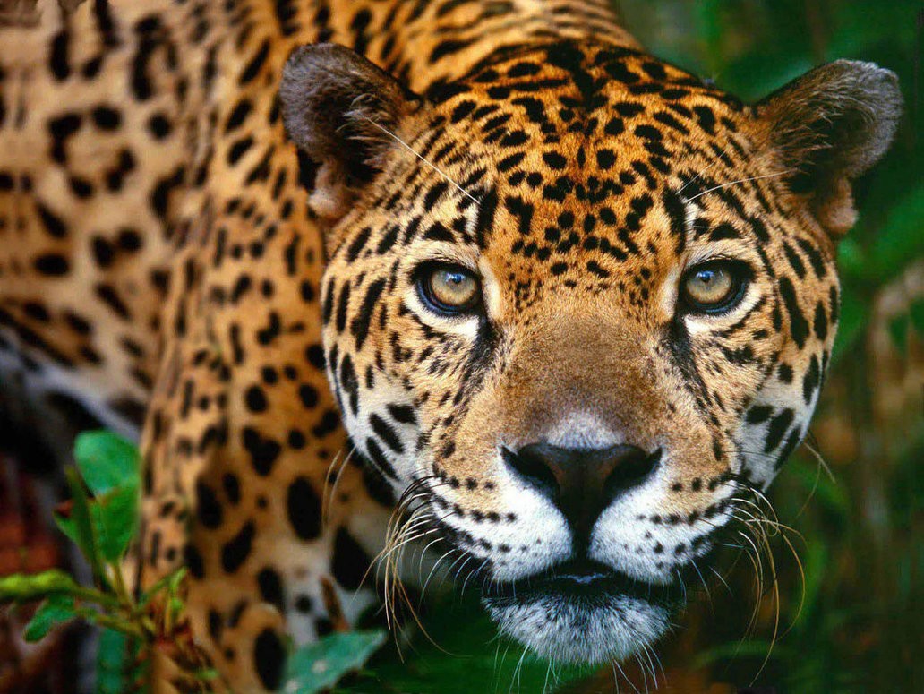 Costa Rica se convierte en el primer país en prohibir la caza deportiva