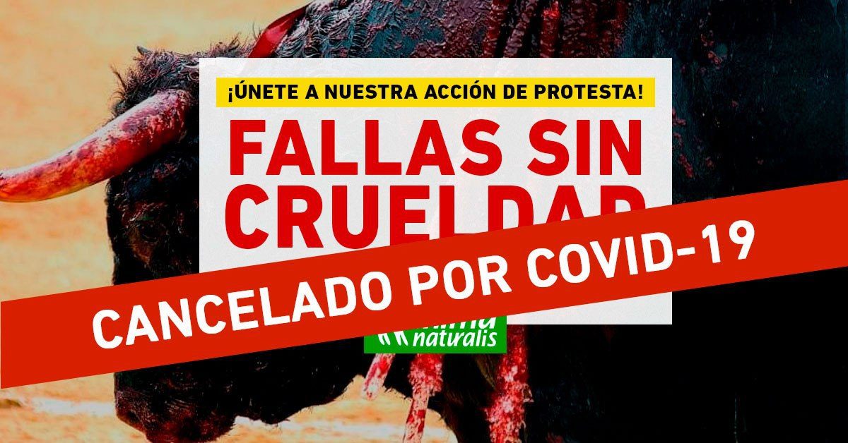¡Únete a las acciones antitaurinas en las Fallas de Valencia!