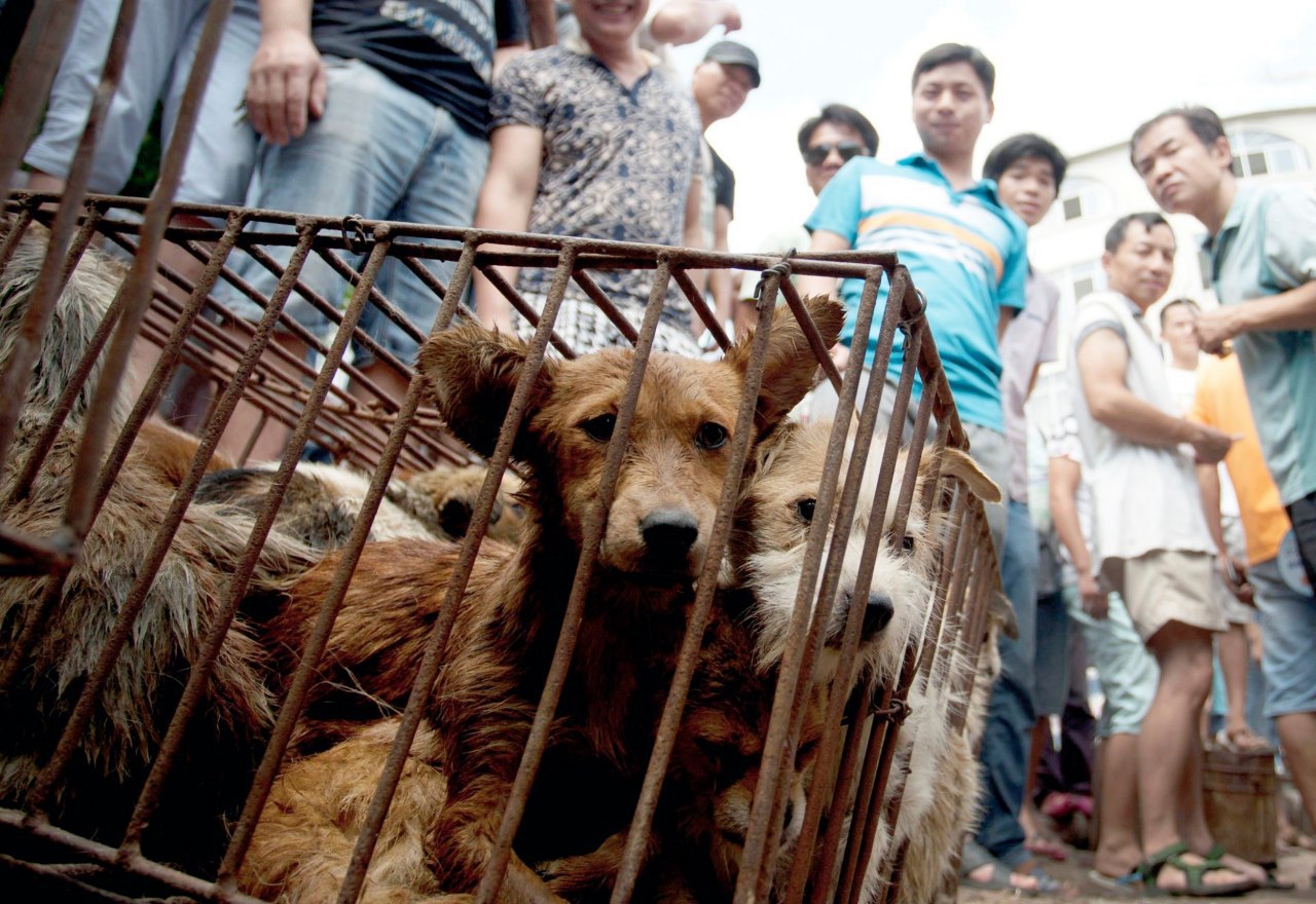 Shenzhen, la primera ciudad china que prohíbe consumir carne de perro y de gato