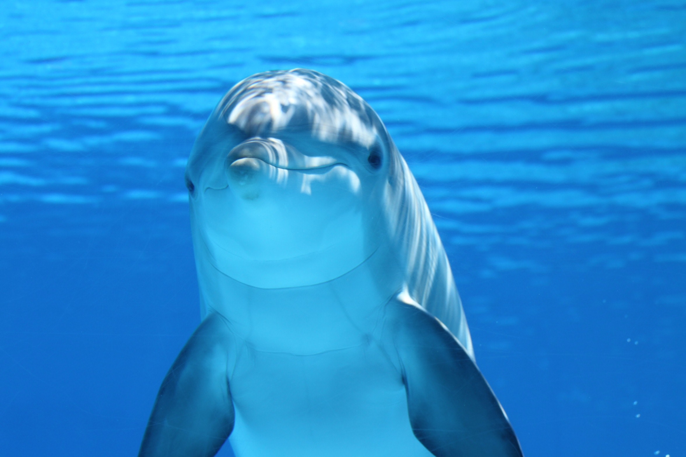 Delfines del acuario de Santa Marta podrían volver al mar definitivamente