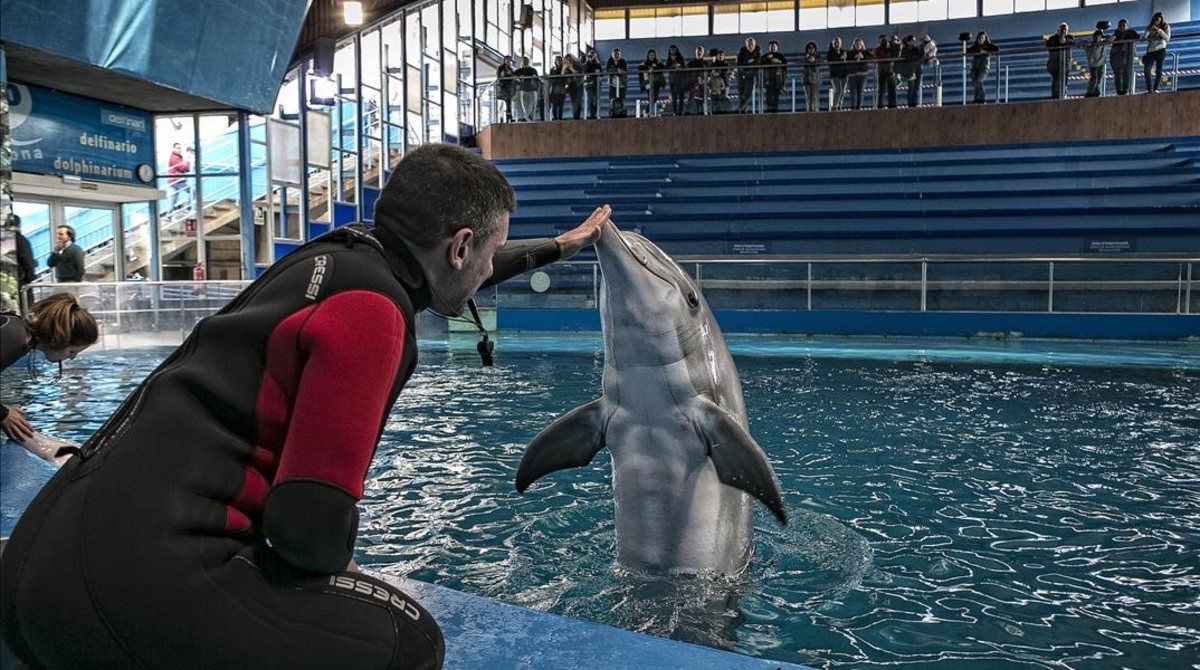 ¡Histórico! El Zoo de Barcelona cierra su delfinario