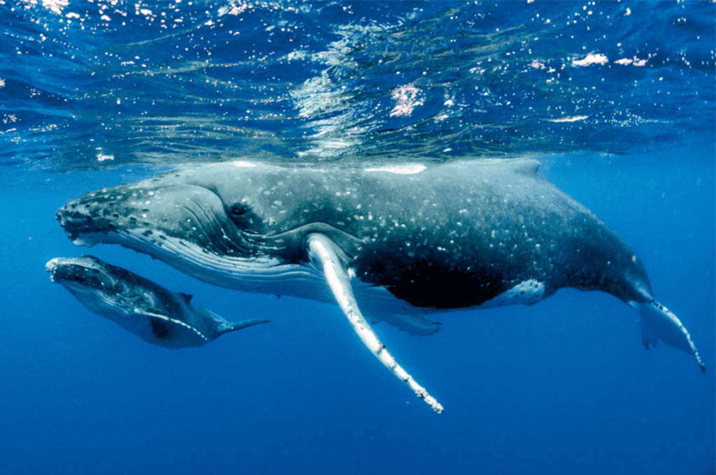 Población de la ballena gris cae 30% debido al cambio climático 