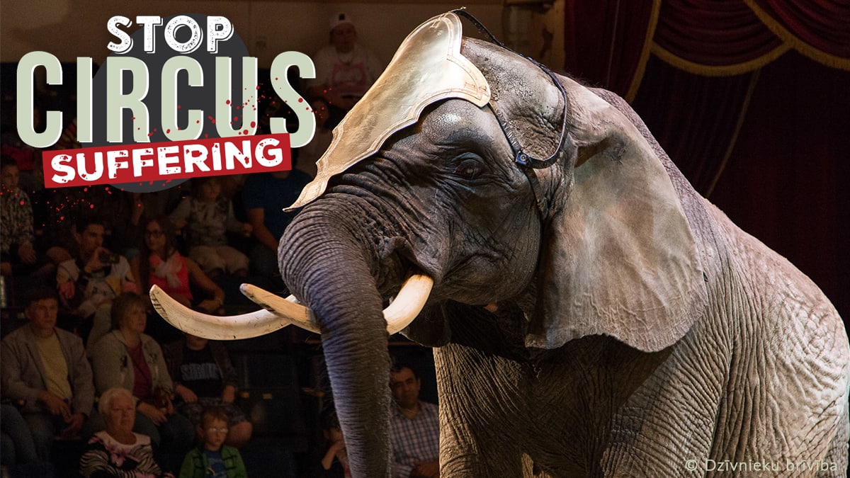 ONG´s pedimos a la Unión Europea la prohibición de los circos con animales salvajes