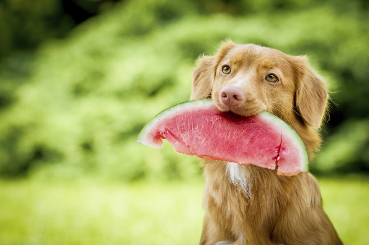 Nuevo estudio concluye que la dieta vegana es la más saludable y segura para los perros