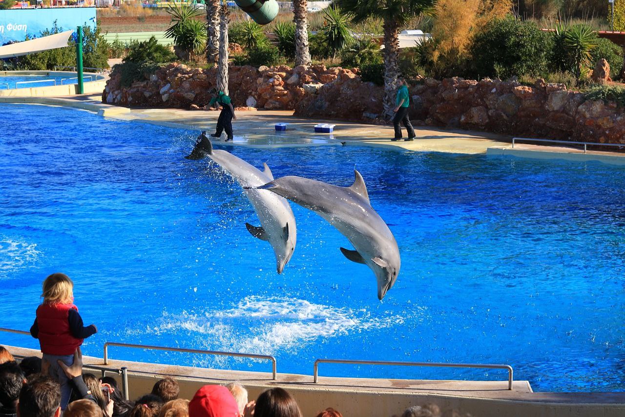 Corea del Sur prohíbe adquirir nuevos cetáceos para espectáculos