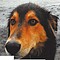 Protesta por los animales abandonados en Chaitén