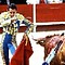 Maltrato animal en TV: más denuncias de los telespectadores