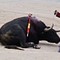 ¡No más "Toros y Toreros" en Once TV!