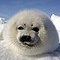 España respalda la prohibición a la comercialización de derivados de foca