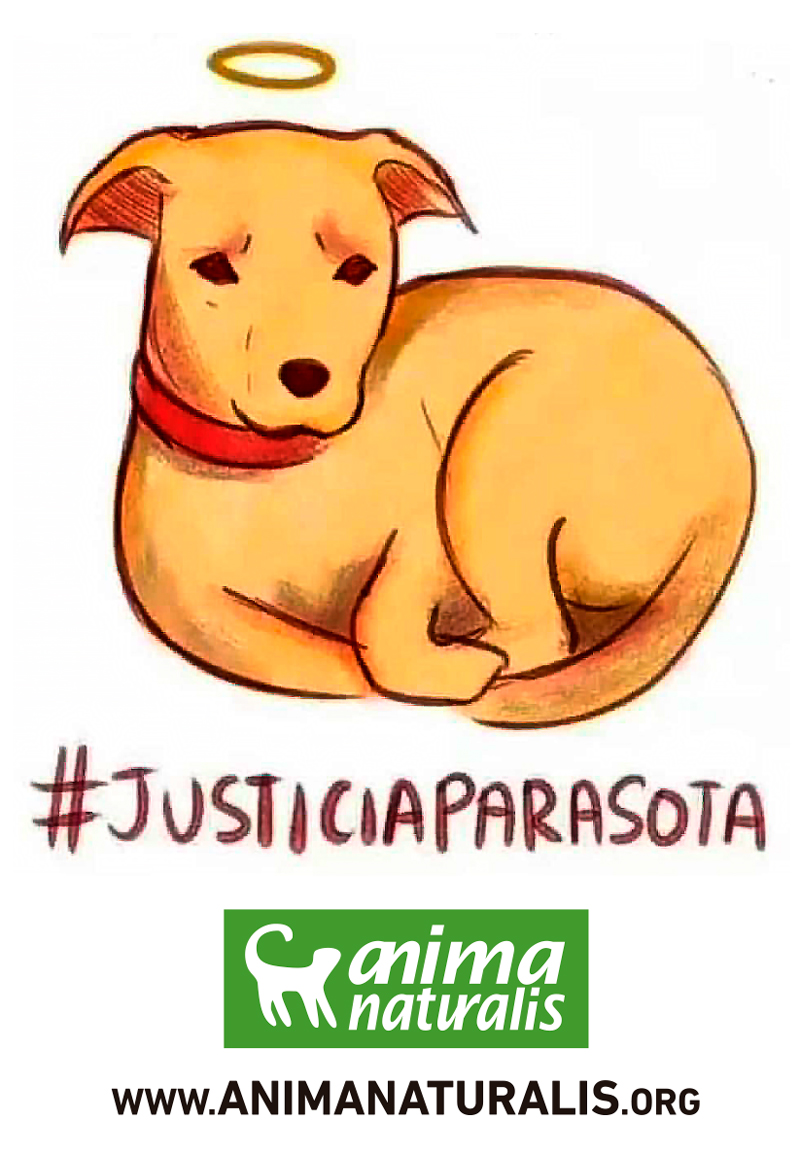 #JusticiaParaSota