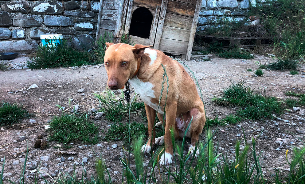 ¡Firma ahora para que se prohíba la caza con perros!