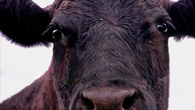 Apoya nuestro trabajo por los animales