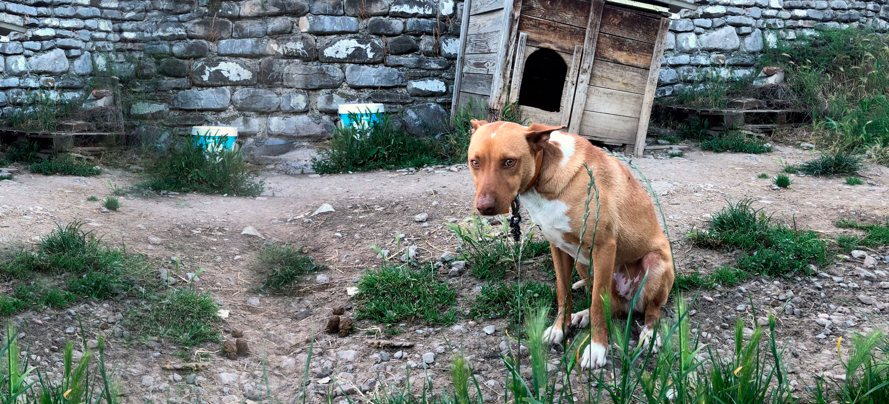 Las otras víctimas de la caza