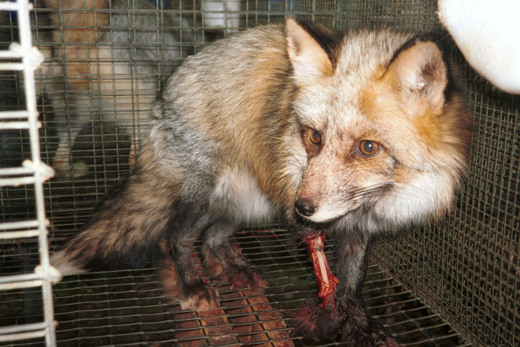 Animales para Vestir