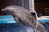 Entrenamiento de los delfines 
