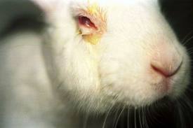 La verdad sobre la experimentación cosmética en animales