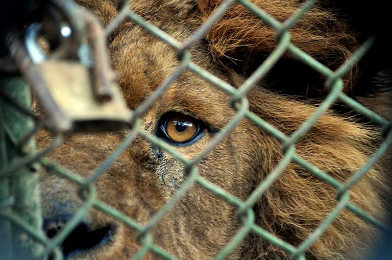 Zoológicos: cárceles para animales